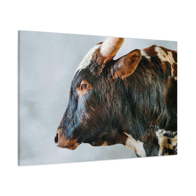 Longhorn Bull Canvas