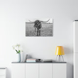 B&W Longhorn Bull Horizontal Canvas