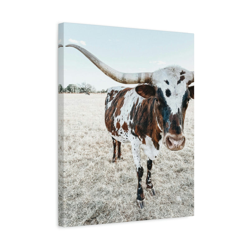 Charlotte Longhorn Cow Vertical Canvas