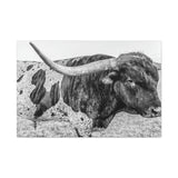 B&W Longhorn Bull Canvas